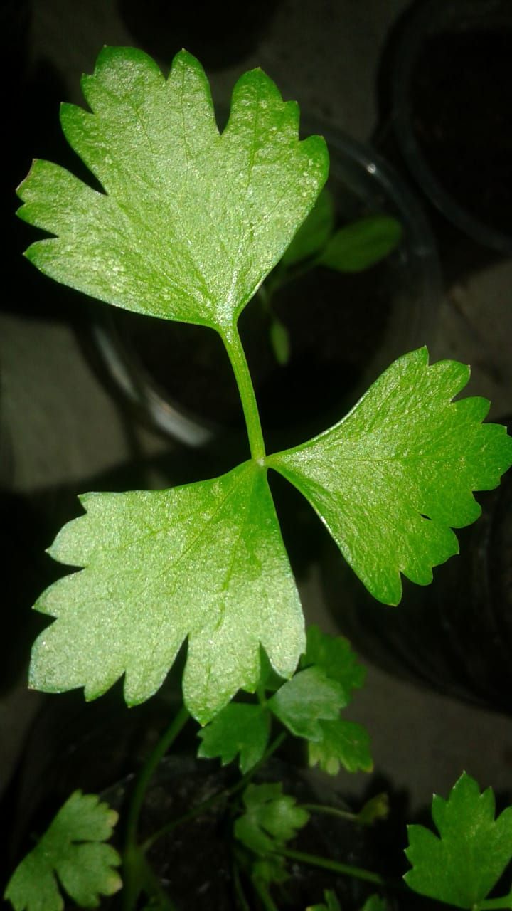 Daun Seledri