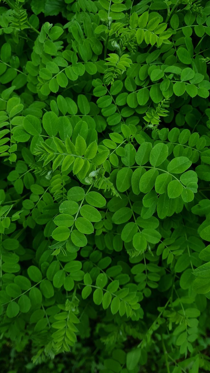 Daun Kelor